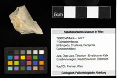 Foto (Objekt + Etiketten) von ? Goniodromites sp. 